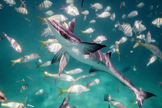 Icacos Deserted Island Catamaran, Snorkel, and Picnic Cruise - Booking details worth knowing