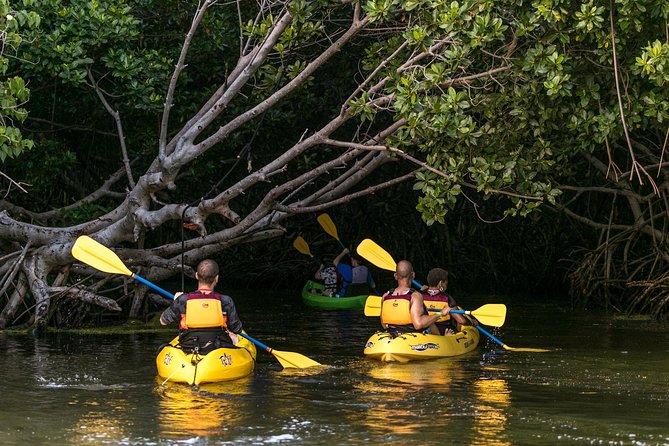 Night Kayaking Experience on Bioluminescent Lagoon in Fajardo - Kayaking 101 Before the Sun Goes Down