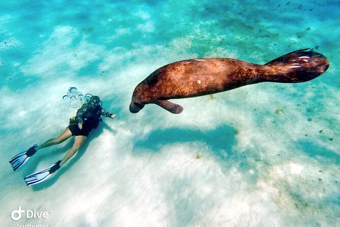 Private 2-Tank Dive with PADI Instructor for Certified Divers - Should you book this private two-tank SCUBA outing?