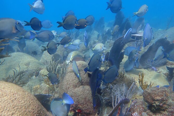 Private Rincon Snorkeling Adventure - A closer look at the three-hour pace
