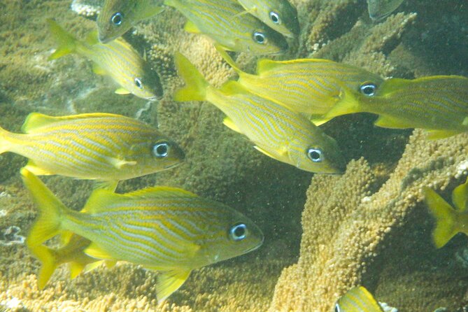 Private Rincon Snorkeling Adventure - The important drawback: transport and reliability