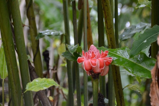 Private Tour of El Yunque Rainforest from San Juan - Timing, weather, and practical preparation