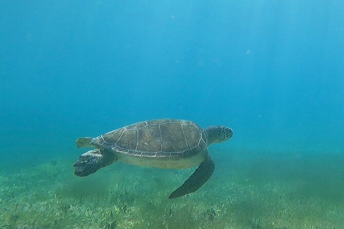 Public or Private Boat Trip to Icacos & Palomino - Is $1,300 a fair price?