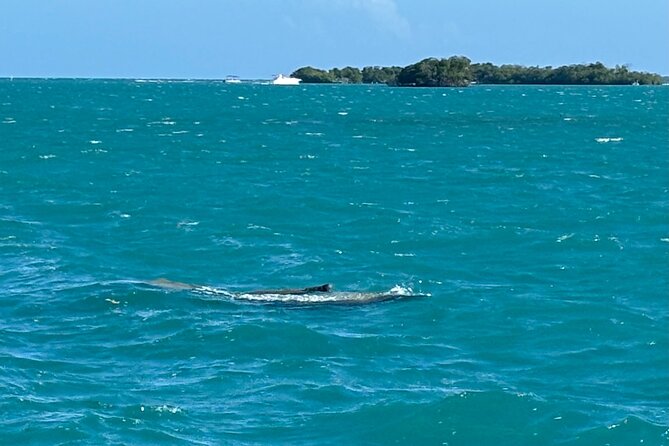 Puerto Rico: Bio Bay Swim and Sunset Charter or Late night tour - What to bring for a better evening