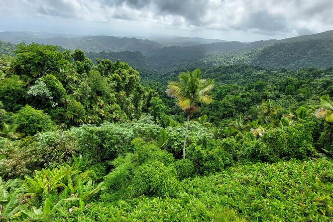 Puerto Rico: El Yunque Sightseeing Half-Day Tour w/Transfer - El Portal Visitor Center: useful context before the walk
