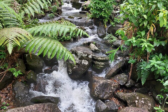 Puerto Rico: El Yunque Sightseeing Half-Day Tour w/Transfer - La Coca Falls: a fast stop with a big payoff