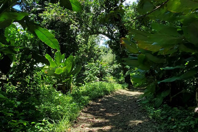 Rainforest and Junglequi Zipline Combo Tour - The nature walk and the natural pool