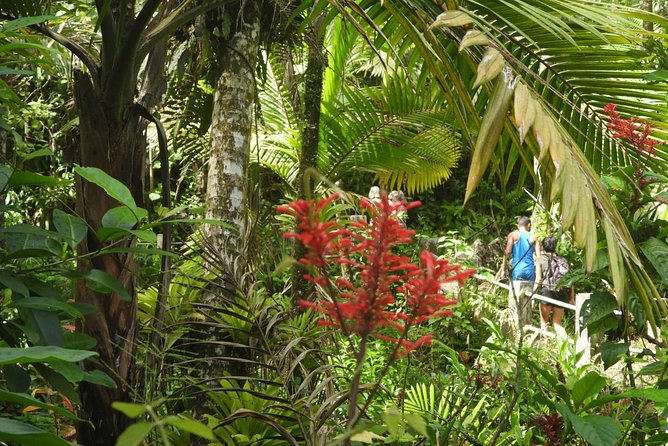 Rainforest Nature Walk & Luquillo Beach Combo - The ride from San Juan to El Yunque