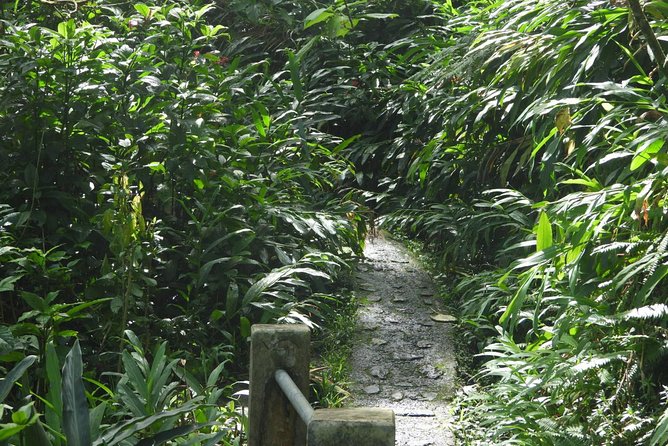 Rainforest Nature Walk & Luquillo Beach Combo - The Río Mameyes swim