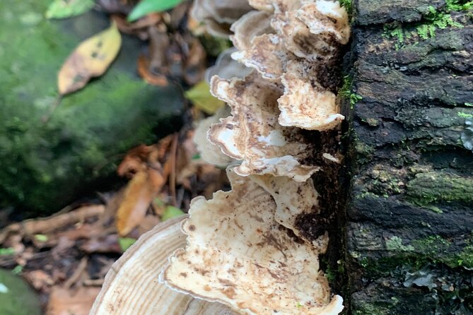 Rainforest Nature Walk & Luquillo Beach Combo - Who should book this combo