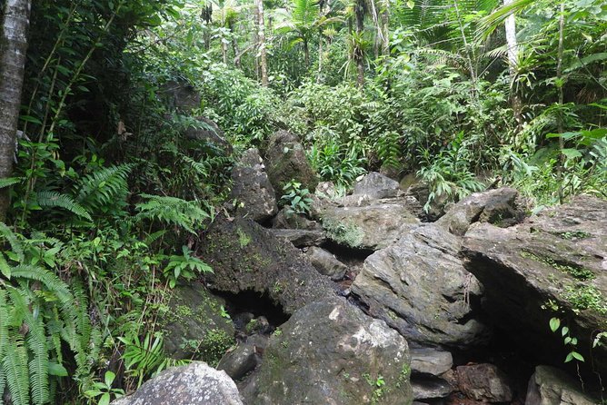 Rainforest Nature Walk & Luquillo Beach Combo - A short walk beneath Tabonuco trees