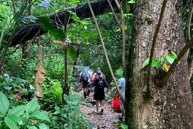 Rainforest River Nature Walk Adventure and Luquillo Beach - Yokahú Tower and the forest from above