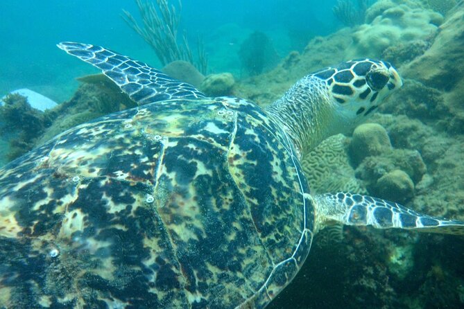 Rincon Snorkeling Adventure - Why Tres Palmas works so well for shore snorkeling