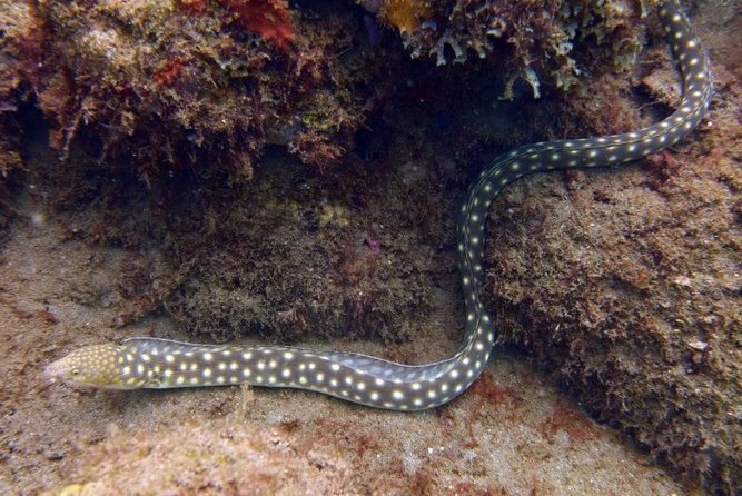 Rincon Snorkeling Adventure - What you may see beneath the surface
