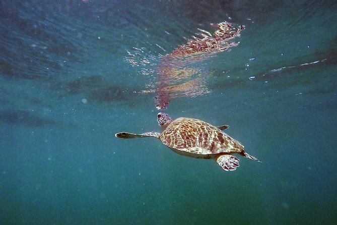 San Juan Guided Snorkel With Turtles Tour and Videos - The shore-entry route and changing sea conditions