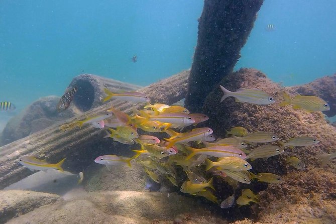 San Juan Guided Snorkel With Turtles Tour and Videos - The GoPro video is more useful than a simple souvenir