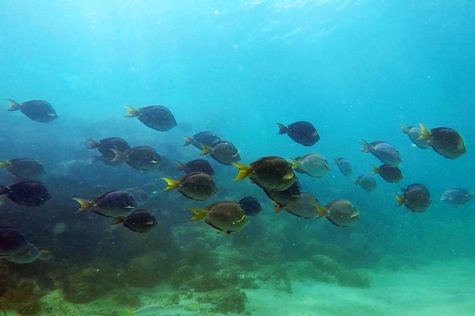 San Juan Guided Snorkel With Turtles Tour and Videos - Why the guide makes a difference