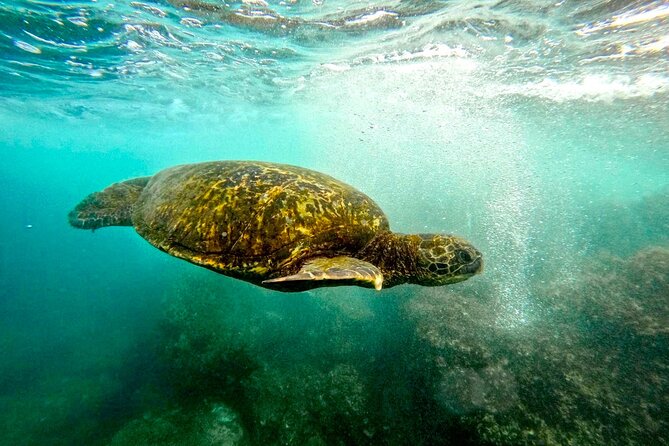 San Juan Guided Snorkel With Turtles Tour and Videos - Morning or afternoon: which departure makes sense?