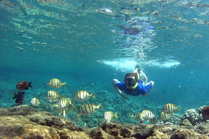 San Juan Guided Snorkeling Experience - With Transport 8am or 3pm - Who should choose this tour