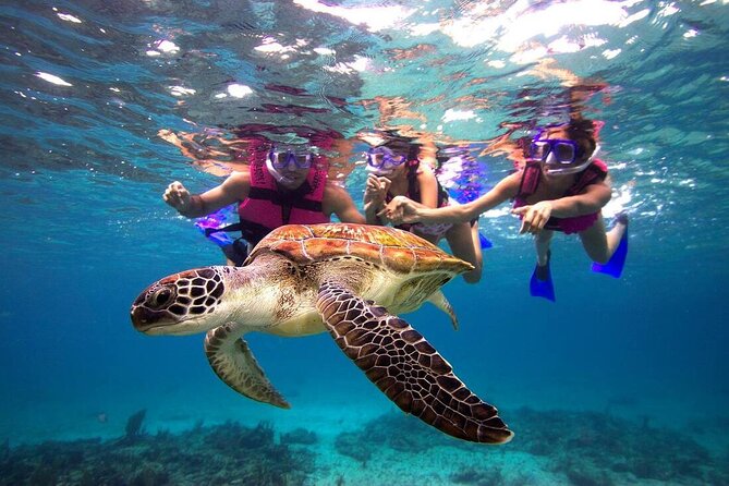 San Juan Guided Snorkeling Experience - With Transport 8am or 3pm - Marine life at El Escambrón
