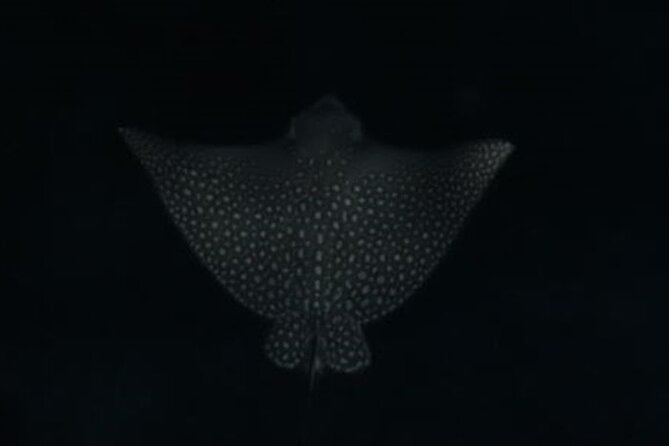 San Juan LED Night Snorkel - Booking, cancellation, and practical planning