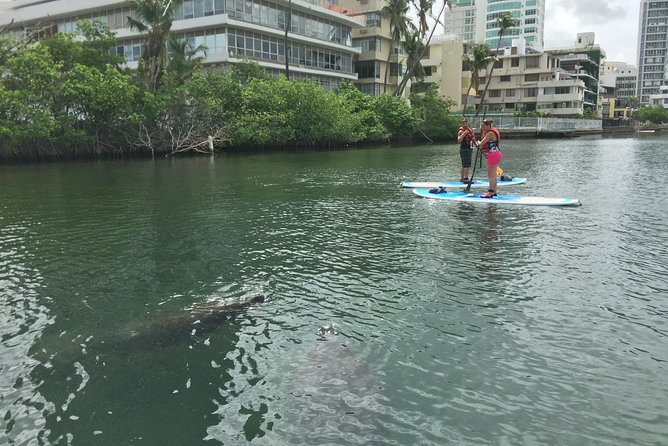 San Juan | Paddleboard | Kayak | Snorkeling | Guided Tours - What the $65 price really covers