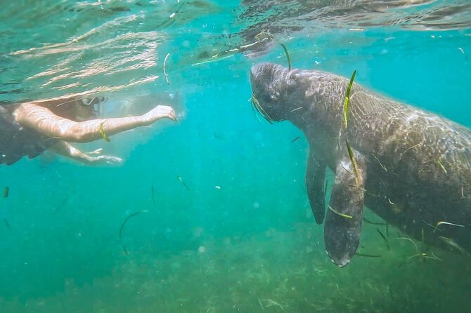San Juan Snorkel with Turtles and Manatee's; Free Video and Rum! - Key points at a glance