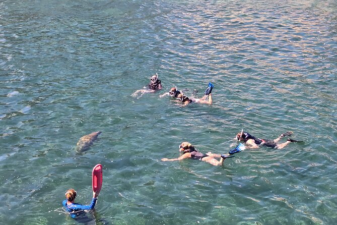 San Juan Snorkel with Turtles and Manatee's; Free Video and Rum! - Hands-off wildlife encounters