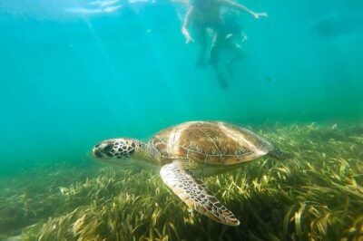 San Juan Snorkel with Turtles and Manatee’s; Free Video and Rum!