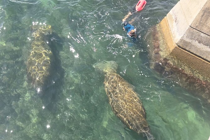 San Juan Snorkel with Turtles and Manatee's; Free Video and Rum! - Free video and the rum finish