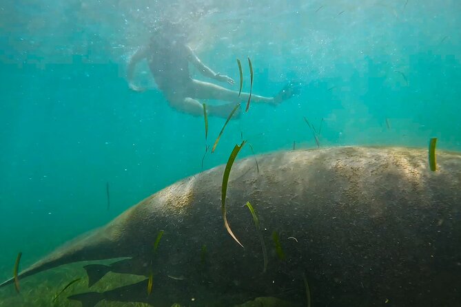 San Juan Snorkel with Turtles and Manatee's; Free Video and Rum! - Who should book this San Juan snorkel