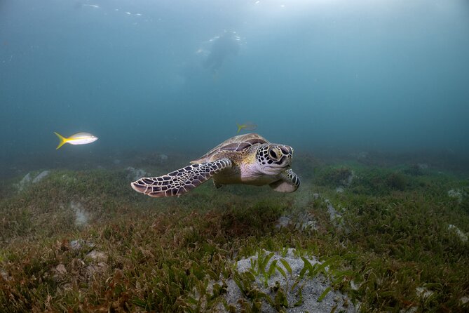 San Juan Snorkeling Tour with Fish and Turtles - Key points to know before you book