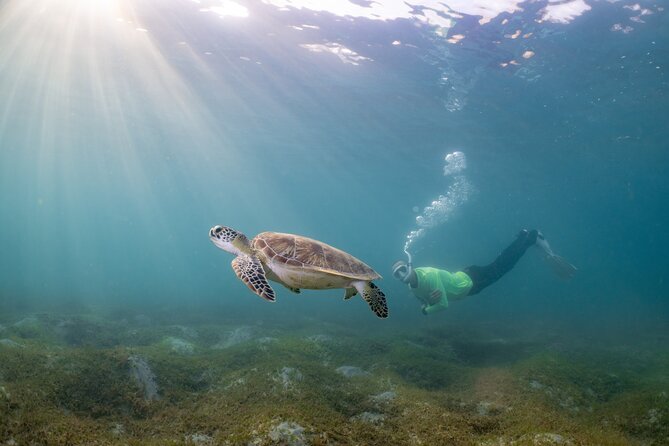 San Juan Snorkeling Tour with Fish and Turtles - Escambrón Bay gives you a simple introduction to snorkeling
