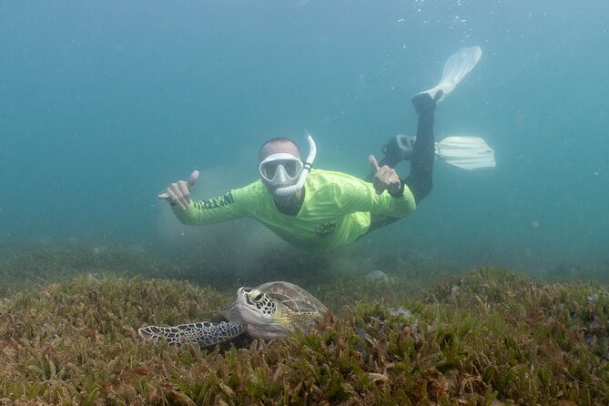 San Juan Snorkeling Tour with Fish and Turtles - What you see during the 45-minute water session