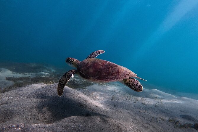 San Juan: Snorkeling with Turtles Adventure and Free Videos - What the 90-minute San Juan outing is really like