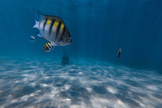 San Juan: Snorkeling with Turtles Adventure and Free Videos - Is $45 a good value in San Juan?