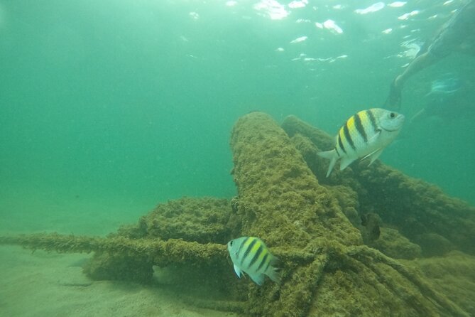 San Juan Turtle Spotting Snorkel Adventure with Videos - Water conditions can change the whole outing