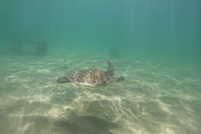 San Juan Turtle Spotting Snorkel Adventure with Videos - Guides make the biggest difference