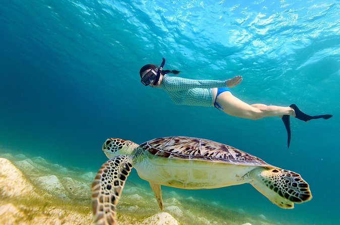 San Juan Turtle Spotting Snorkel Adventure with Videos - Is $50 a good value?