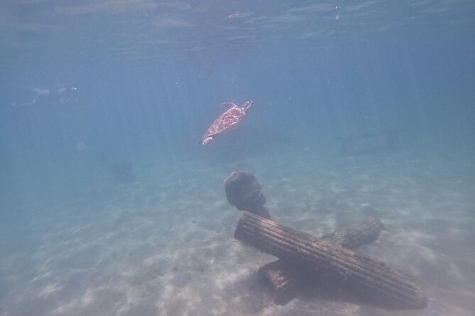 San Juan Turtle Spotting Snorkel Adventure with Videos - Turtle spotting is the main event