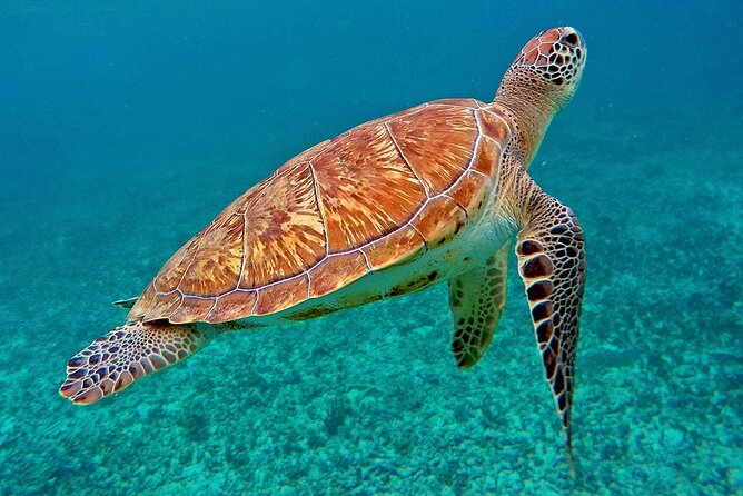 Scuba Dive and Snorkel Private Charter in Puerto Rico - Who should book this Ceiba charter?