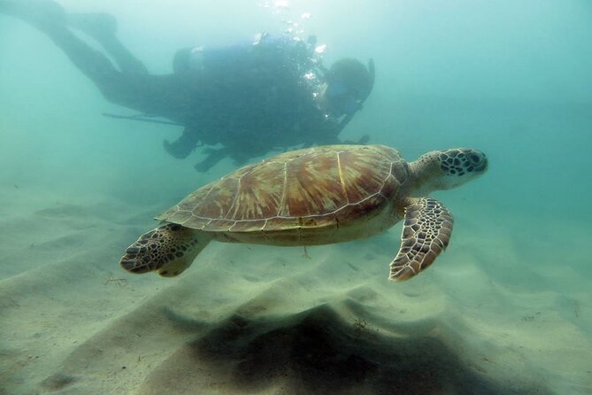 Scuba Tour for Certified Divers in San Juan - Key points to know before booking