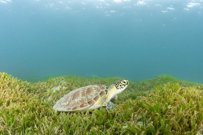 Scuba Tour for Certified Divers in San Juan - The guide’s role and the safety side