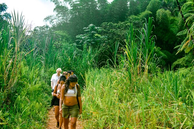 Small-Group El Yunque Rainforest Vivid Day Tour with Transport - What this El Yunque tour really offers