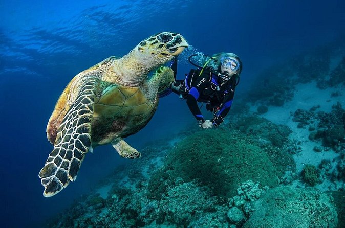 Snorkel, Swim & Snap-w/ Video - The underwater experience is aimed at beginners