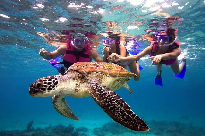 Snorkel, Swim & Snap-w/ Video - Guides can shape the whole morning