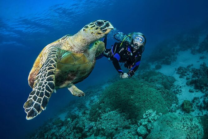 Snorkel, Swim & Snap-w/ Video - The private format is worth more for some groups than others