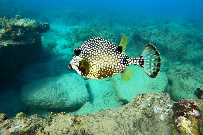 Snorkeling Adventure in Aguadilla - Why this Aguadilla snorkeling trip feels personal