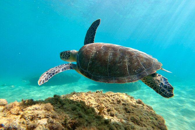 Snorkeling Adventure in Aguadilla - A shore-access reef instead of a boat excursion