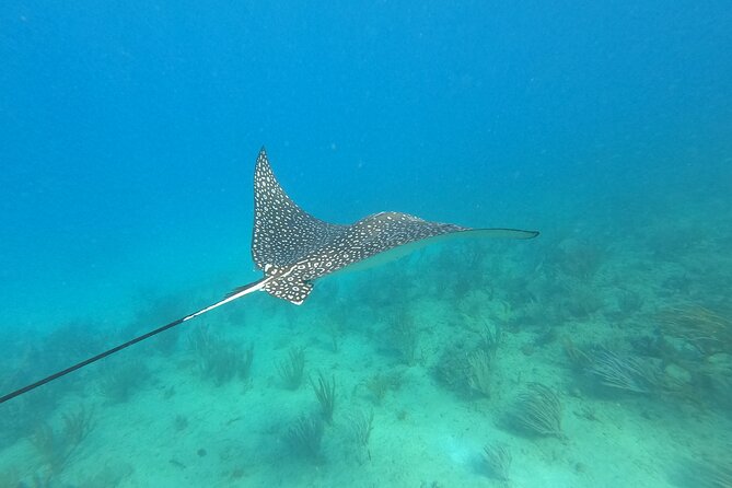 Snorkeling Adventure in Aguadilla - How the guides handle beginners and mixed abilities